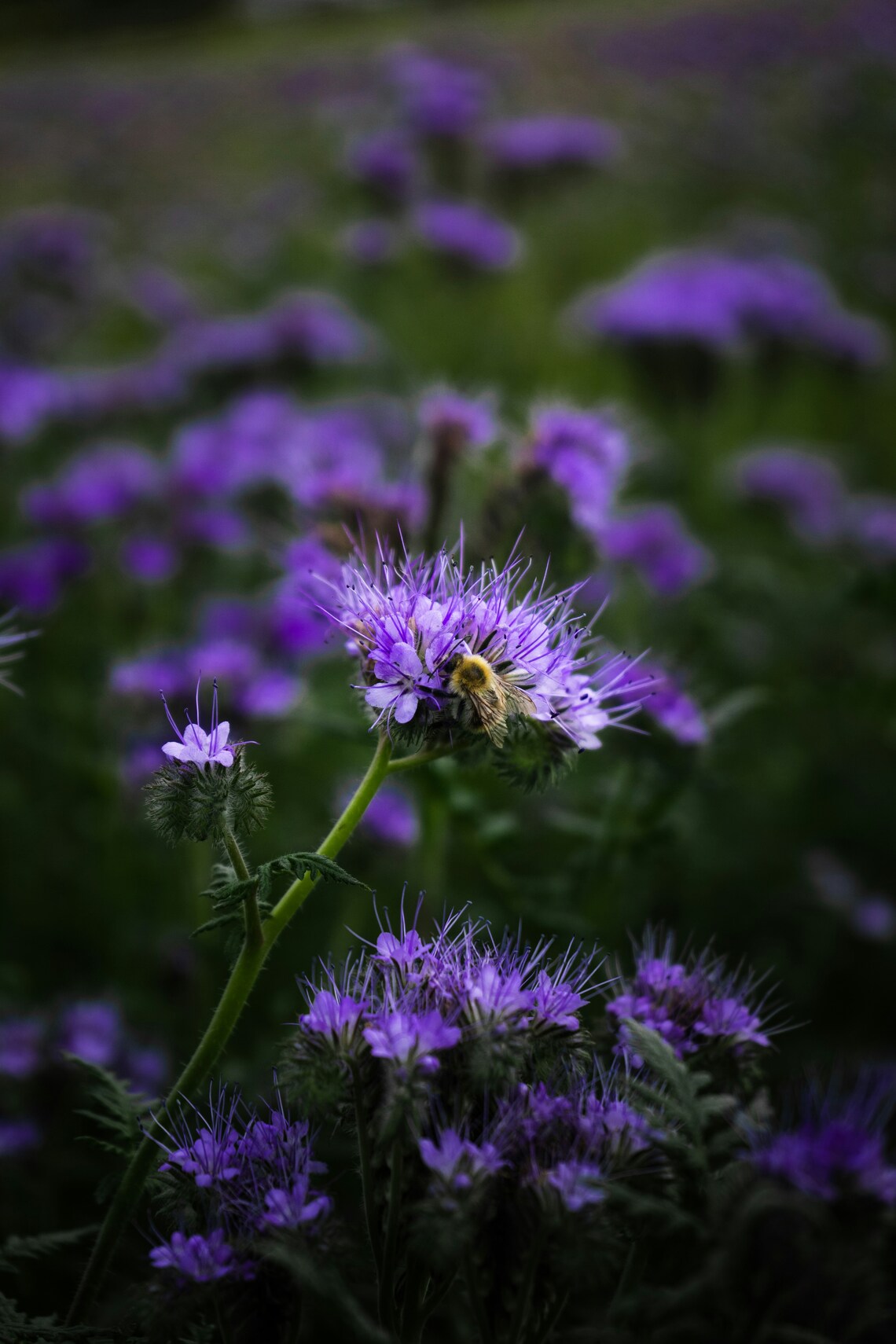 An image of flower phacelia with bee