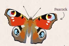 Image of Peacock Butterfly